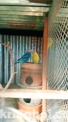 বাজিগর পাখি বিক্রি করা হবে